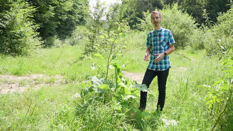 13. Július. Közönséges bojtorján, Madársóska, Vérehulló fecskefű