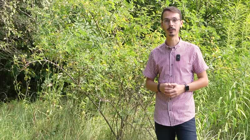 18. Augusztus. Csipkerózsa, Mezei Zsurló, Fehér lóhere