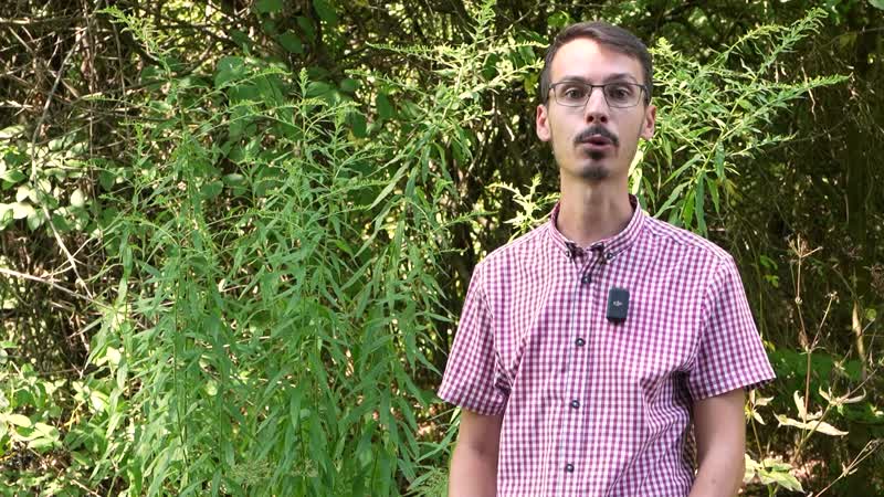 2. Gyógynövények gyűjtése