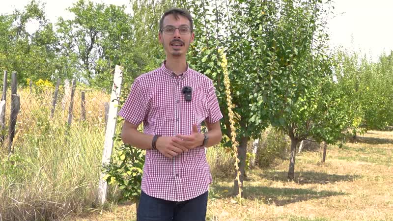 20. Augusztus. Szöszös ökörfarkkóró, Rozmaring, Gyújtoványfű