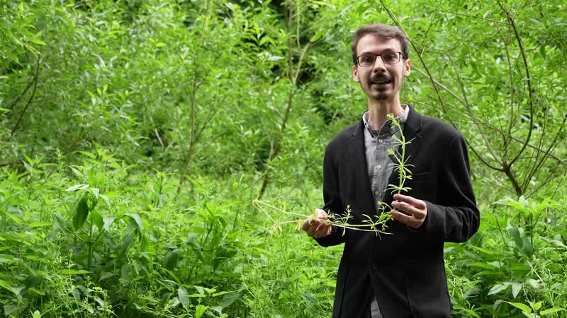 6. Május. Ragadós galaj, Lándzsás útifű, Gyermekláncfű