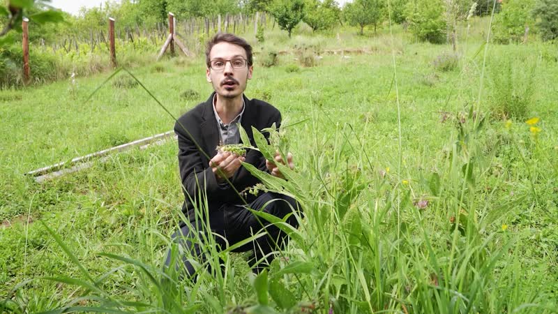 7. Május. Fekete nadálytő, Közönséges levendula, Orvosi zsálya