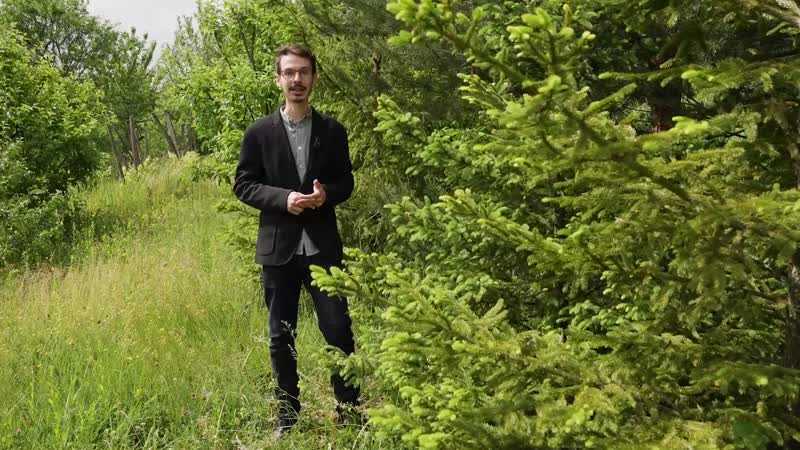 8. Május. Fenyőfajok, Erdei szamóca, Mezei kakukkfű